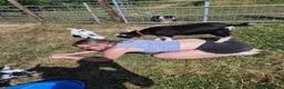Goats livestock for sale: YOGA pygmy goats DISBUDDED, BOTTLE FED - Advert 6