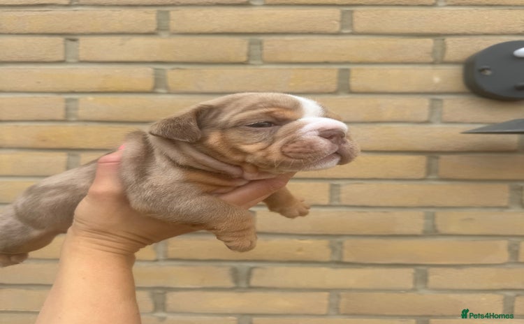 English Bulldog dogs - Advert 15