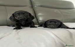 Dachshund dogs for sale: Mini dachshund puppies - Image 9