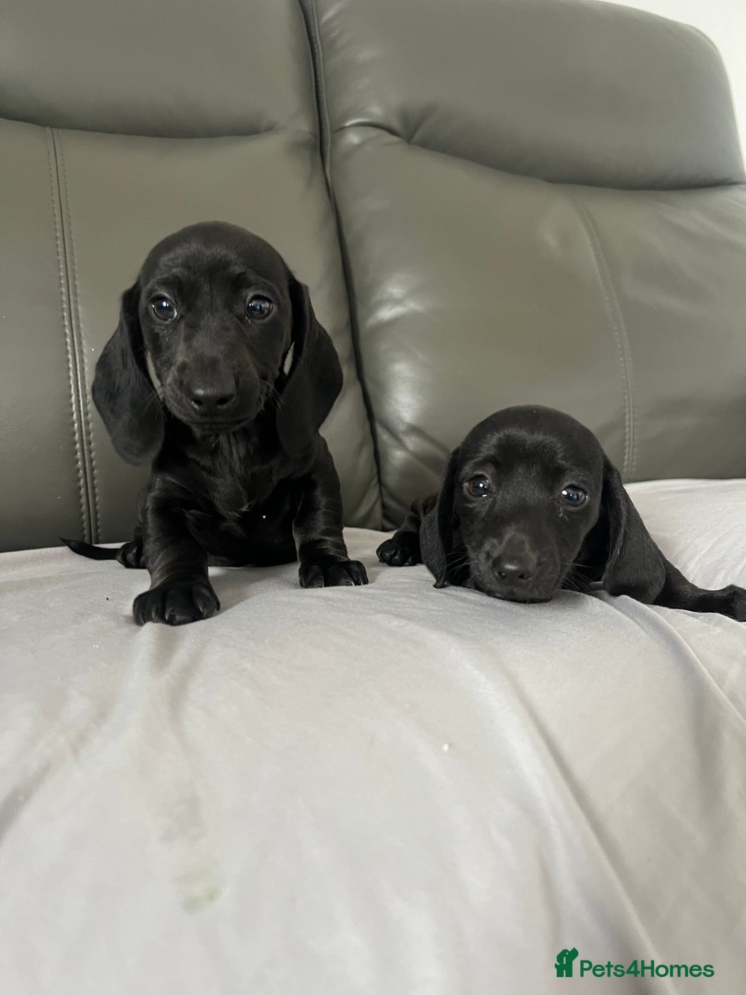 Dachshund dogs for sale: Mini dachshund puppies - Image 9