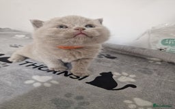 British Shorthair cats for sale: British shorthair GCCF pedigree ready christmas - Image 6