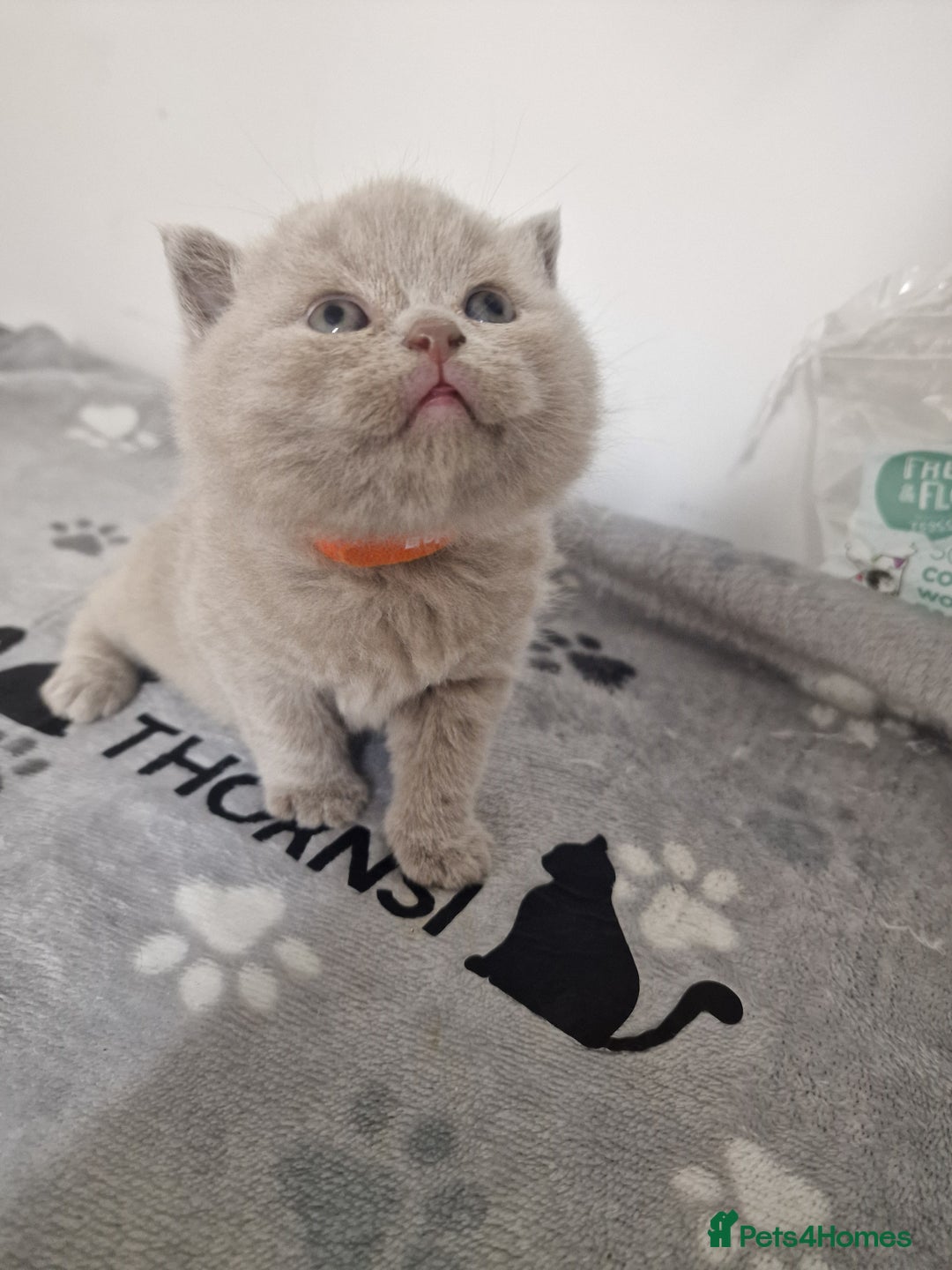 British Shorthair cats for sale: British shorthair GCCF pedigree ready christmas - Image 6