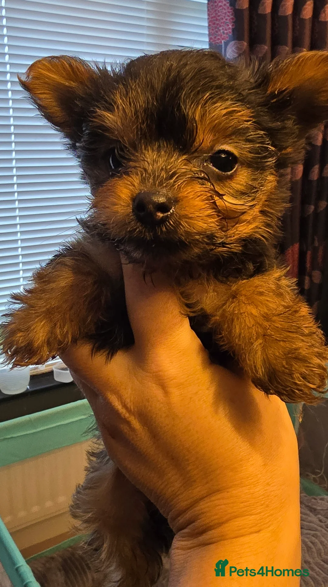 Yorkshire Terrier dogs for sale:  **   Yorkshire Terrier  in Newry - Advert 1