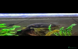 Cichlids fish for sale: Ciclids  in Newport - Image 1