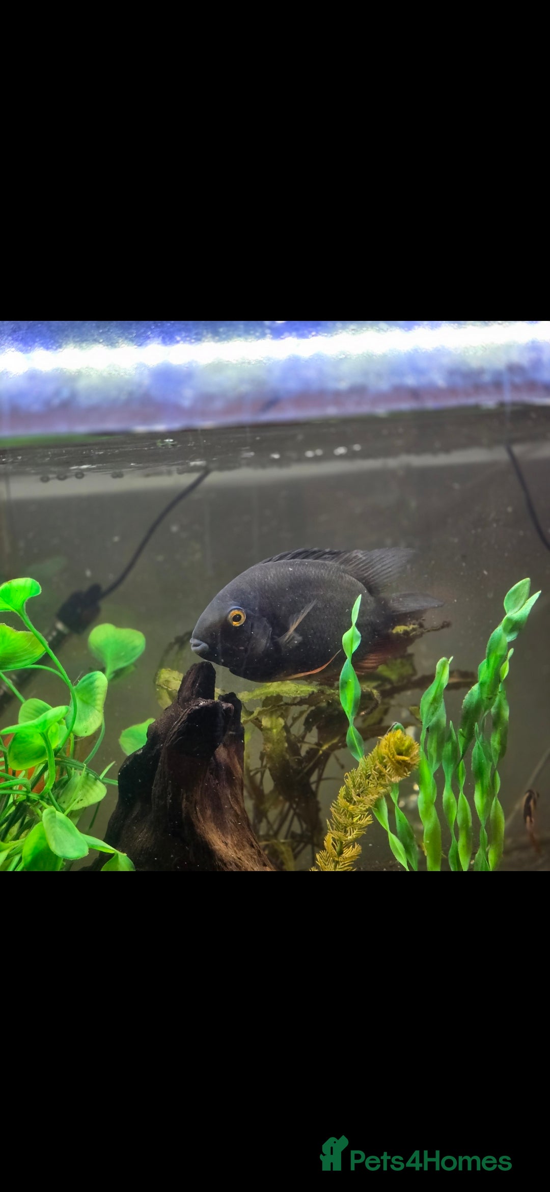 Cichlids fish for sale: Ciclids  in Newport - Image 1