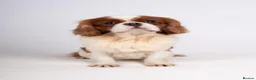 Cavalier King Charles Spaniel dogs for sale: Beautiful KC Reg Health Tested Cavalier Puppies - Advert 17
