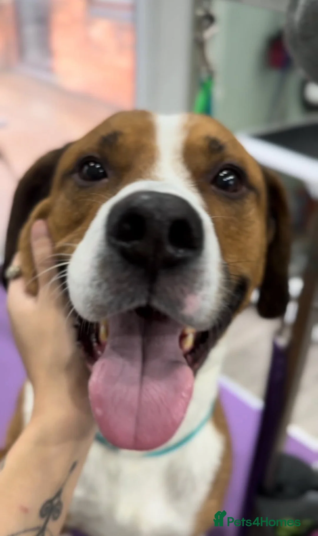 Mixed Breed dogs for sale: Loveable family dog for rehoming  in Bedworth - Advert 7