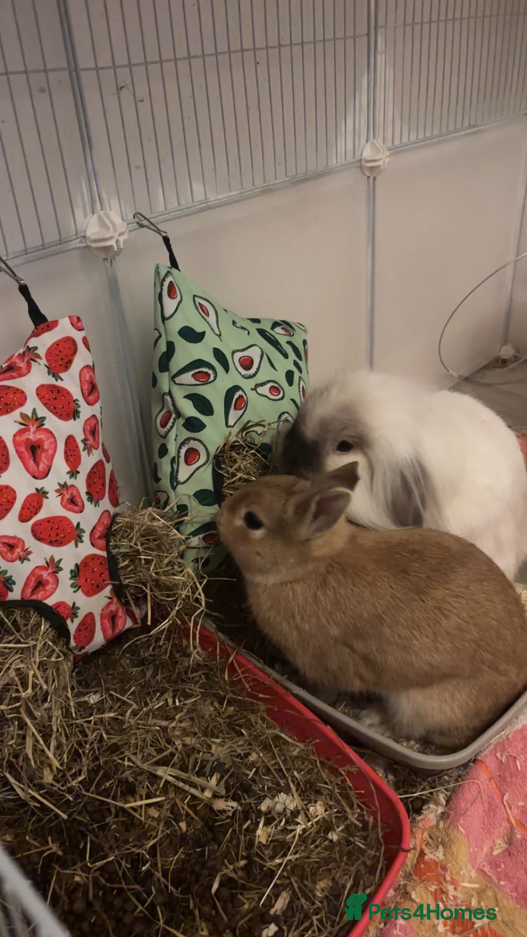 Netherland Dwarf rabbits for sale: Bonnie and Bailey Bonded pair  - Advert 2