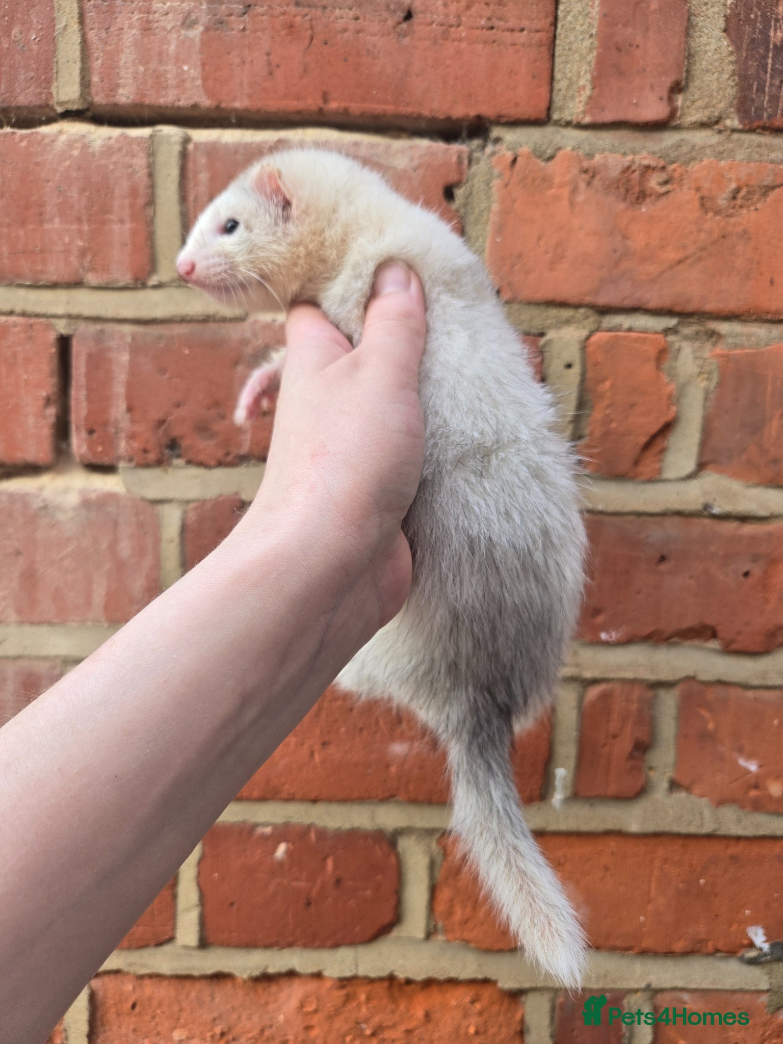 Ferret rodents Friendly Ferret Girls - Advert 2