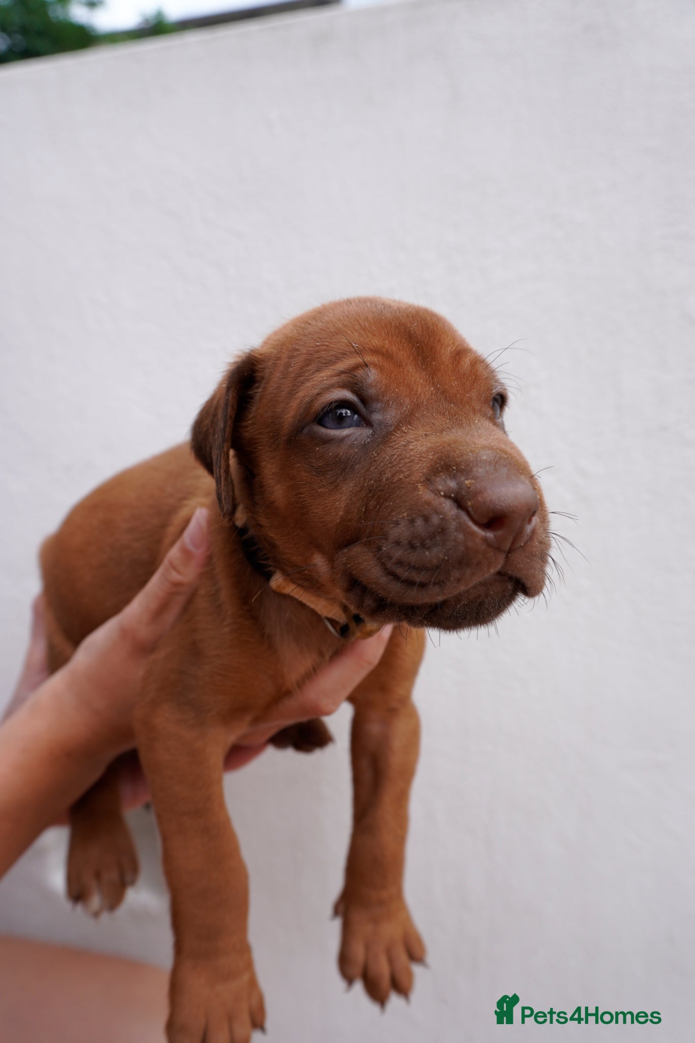 Rhodesian Ridgeback dogs for sale: Stunning litter of KC Rhodesian Ridgeback puppies in Ramsgate - Advert 12