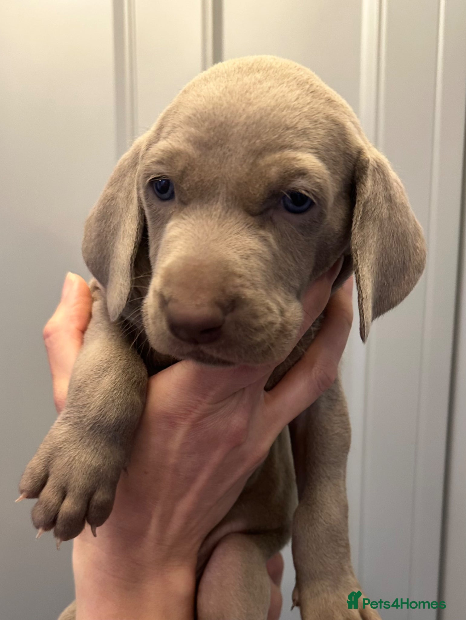 Weimaraner dogs KC reg male and females  - Advert 3