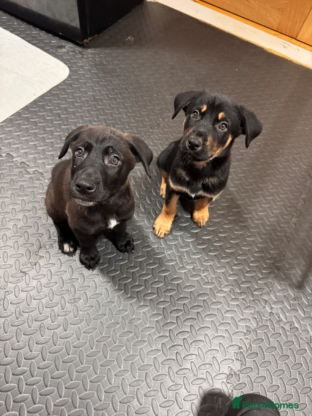 Mixed Breed dogs for sale: RARE BLUE EYE Sholly  ** tiff x Husky  - Advert 3