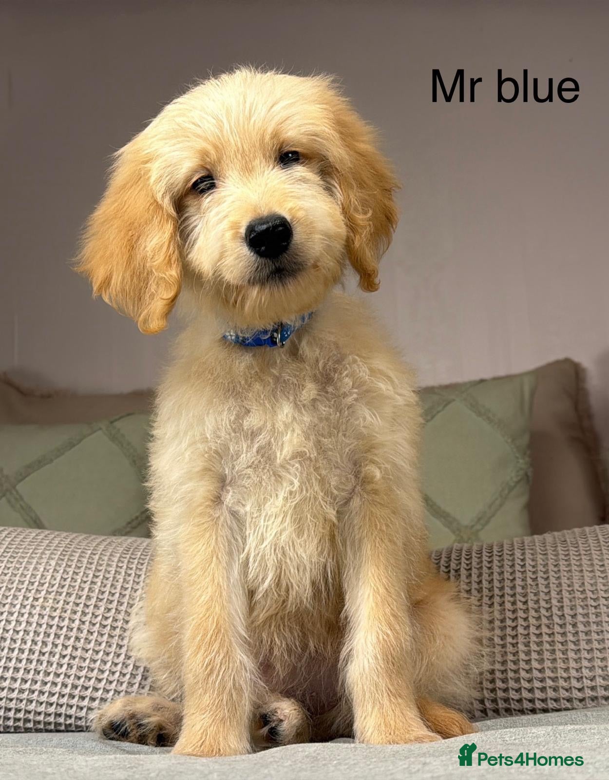 Goldendoodle dogs FULLY VACCINATED AND ABLE TO GO OUT ON WALKS.  - Advert 2