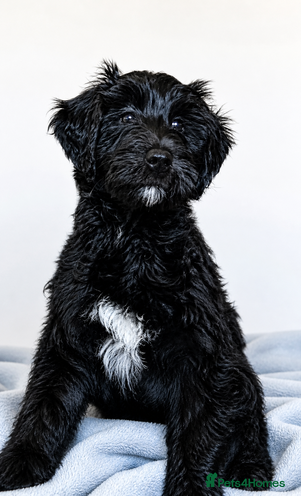Double Doodle dogs Double doodle Puppies *ONLY 1 GIRL LEFT* - Advert 9