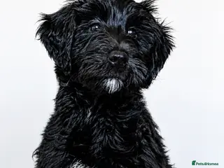 Double Doodle dogs Double doodle Puppies *ONLY 1 GIRL LEFT* - Advert 9