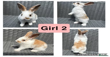 Rex rabbits - Advert 11