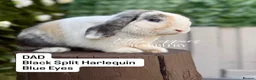 Mini Lop rabbits for sale: Baby Mini Lop Bunnies to reserve! - Advert 11