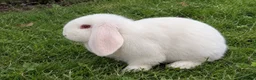 Mini Lop rabbits for sale: Mini Lop Rabbits in Birmingham - Advert 4