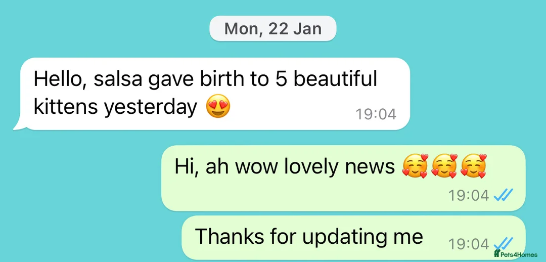 Russian Blue cats for stud: TICA & GCCF Genetically tested Russian Blue Stud in Northampton - Advert 6