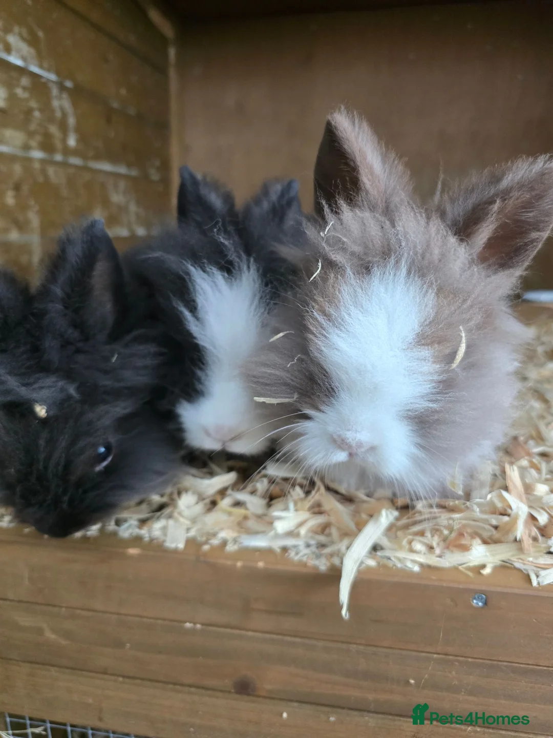 Lionhead rabbits for sale: 🌟SOLD🌟 13 week old baby bunnies  - Advert 2