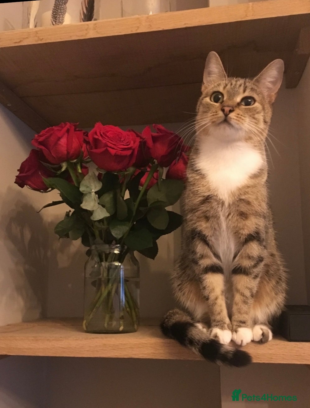 Mixed Breed cats for sale: Small litter of beautiful Kittens - Advert 4