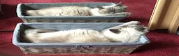 Ragdoll cats for sale: Loving home needed in Lincoln - Advert 7