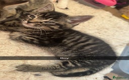 Mixed Breed cats for sale: 5 Beautiful kittens - Image 5