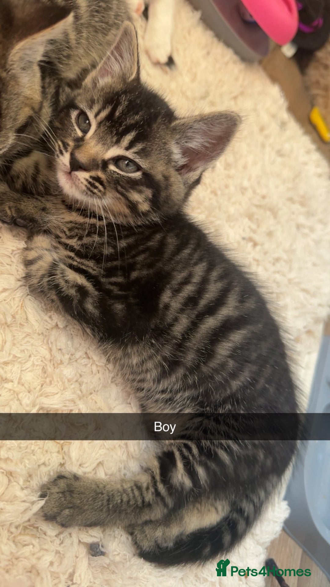 Mixed Breed cats for sale: 5 Beautiful kittens - Image 5