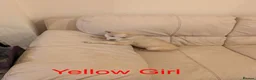 Siberian Husky dogs for sale: Beautifull Siberian Husky puppies - Advert 21