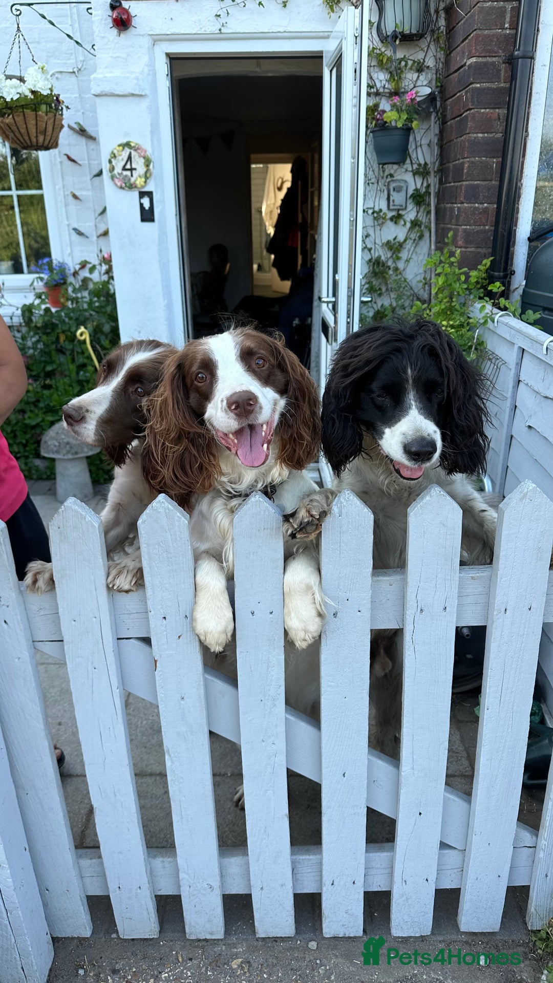 English Springer Spaniel dogs for stud: Jerry - KC Registered English Springer Spaniel  - Advert 24