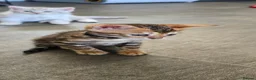 Bengal cats for sale: Pure bengal kittens  - Advert 20