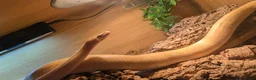 Python Snake reptiles for sale: Yellow Royal (Ball) Python with set up in Birmingham - Advert 3