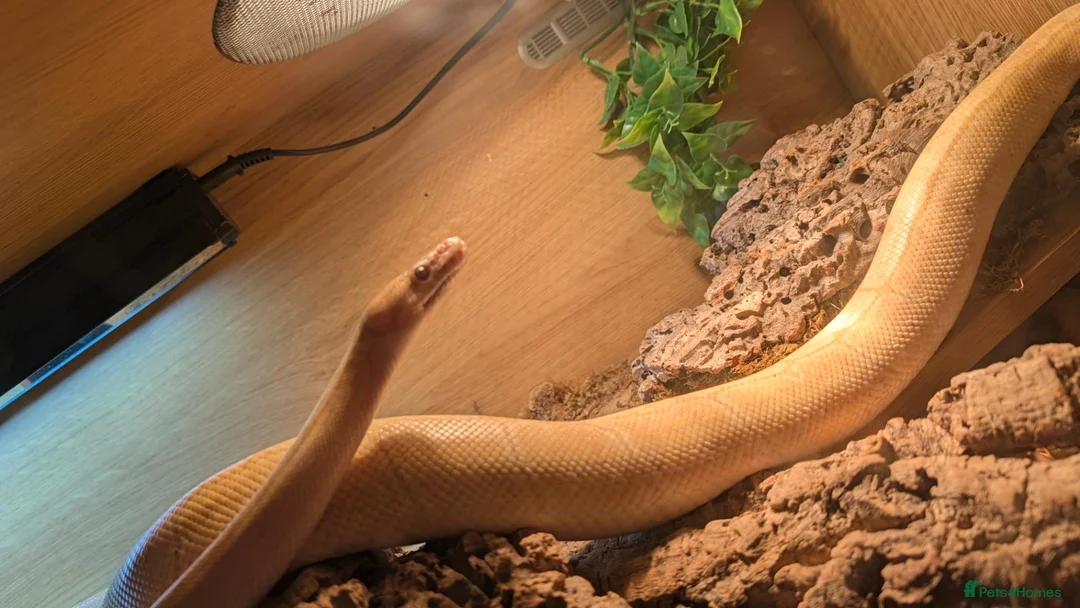 Python Snake reptiles for sale: Yellow Royal (Ball) Python with set up in Birmingham - Advert 3