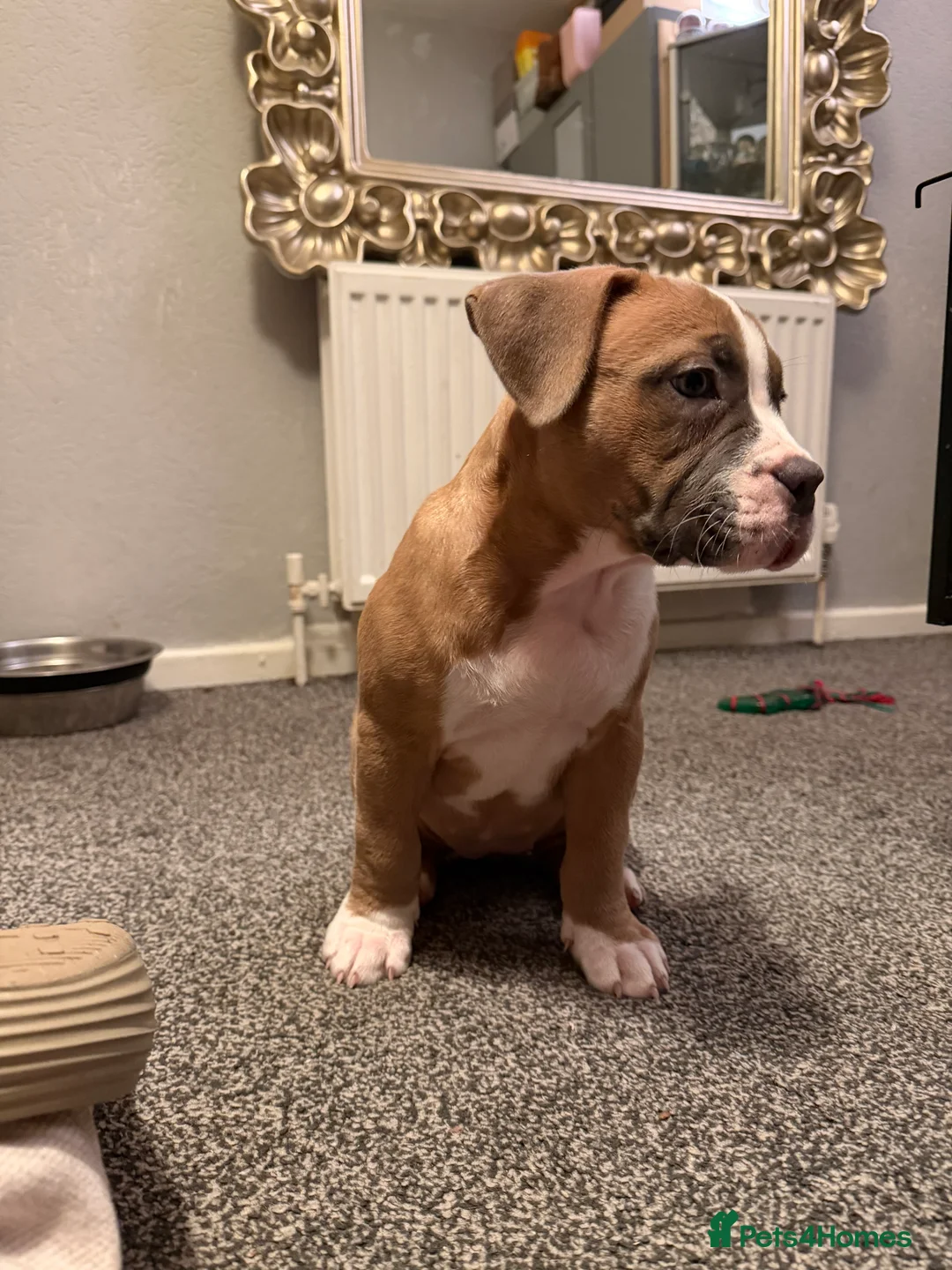 Mixed Breed dogs for sale: Pocket Bully / American Bully - Advert 20
