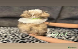 Shih Tzu dogs for sale: 🩷 Beautiful Shitzu Puppies 🩷 - Image 5