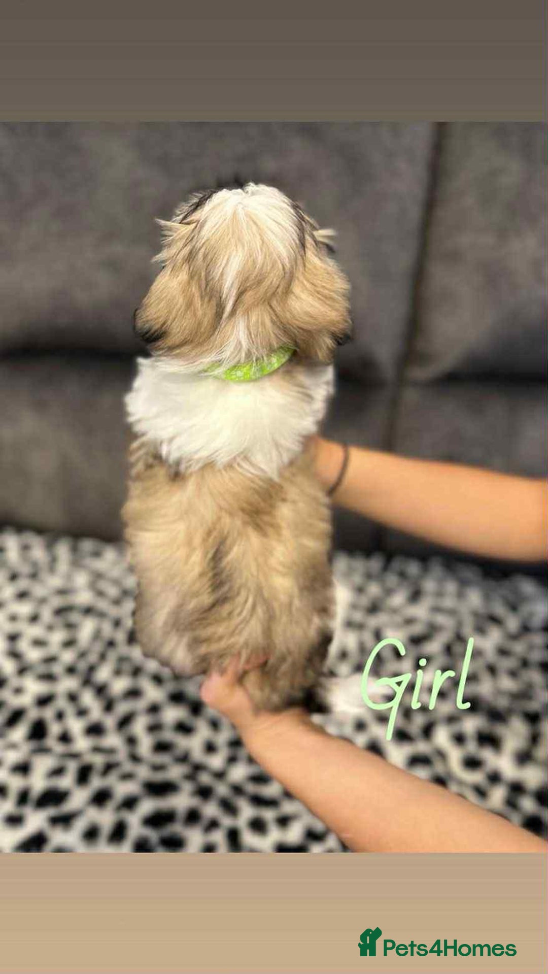 Shih Tzu dogs for sale: 🩷 Beautiful Shitzu Puppies 🩷 - Image 5