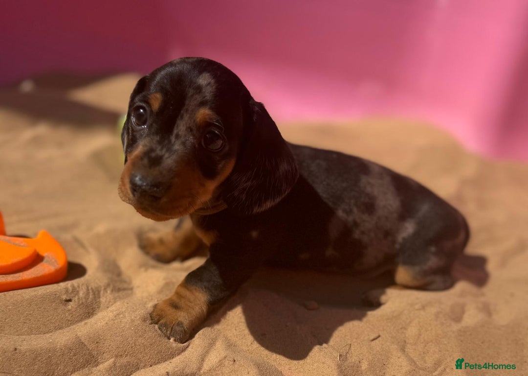 Miniature Dachshund dogs for sale: KC, PRA Clear Miniature Dachshund Puppies - Image 19