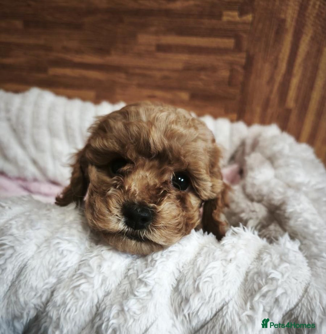 Cavapoo dogs for sale: Beautiful Toy Cavapoo Puppies £1395 - Advert 4