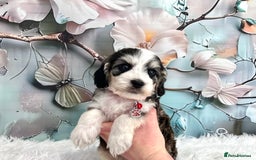 Cockapoo dogs for sale: ⭐️Rare Silver Phantom DNA CLEAR Mini F1 Cockapoos - Image 21
