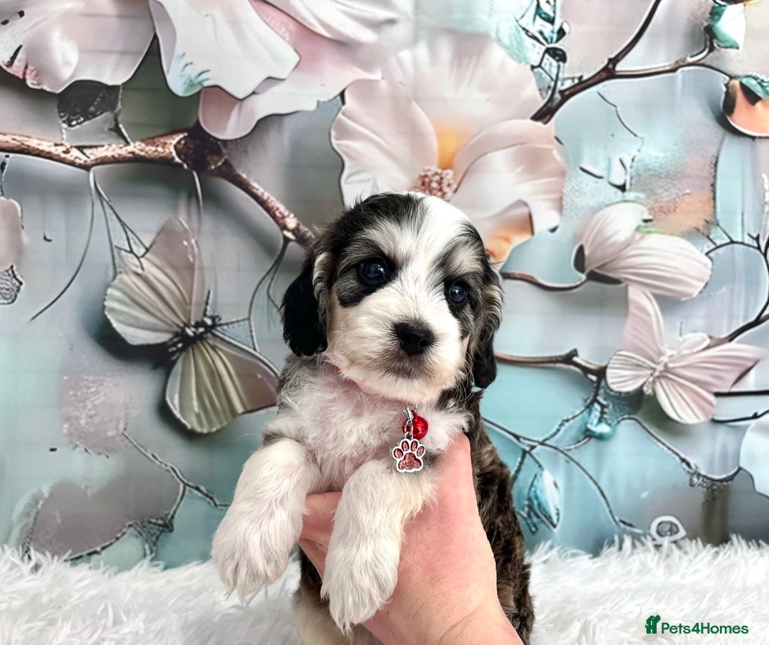 Cockapoo dogs for sale: ⭐️Rare Silver Phantom DNA CLEAR Mini F1 Cockapoos - Image 21