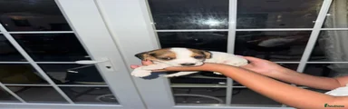 Jack Russell 5