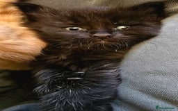 Mixed Breed cats for sale: Beautiful Kittens  - Image 33