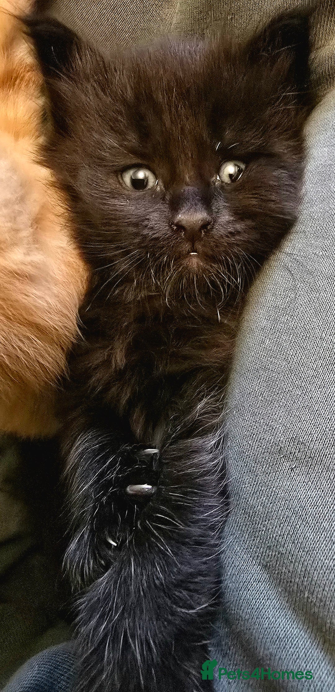 Mixed Breed cats for sale: Beautiful Kittens  - Image 33