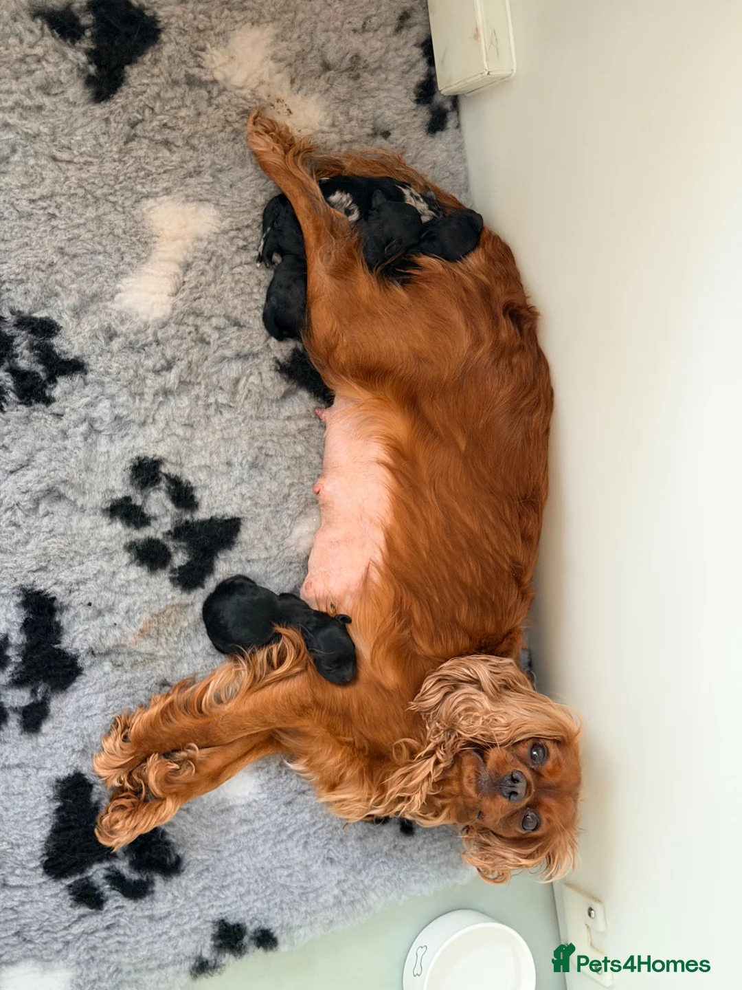 Cavapoo dogs for sale: F1 cavapoo puppies boys & girls  - Advert 12