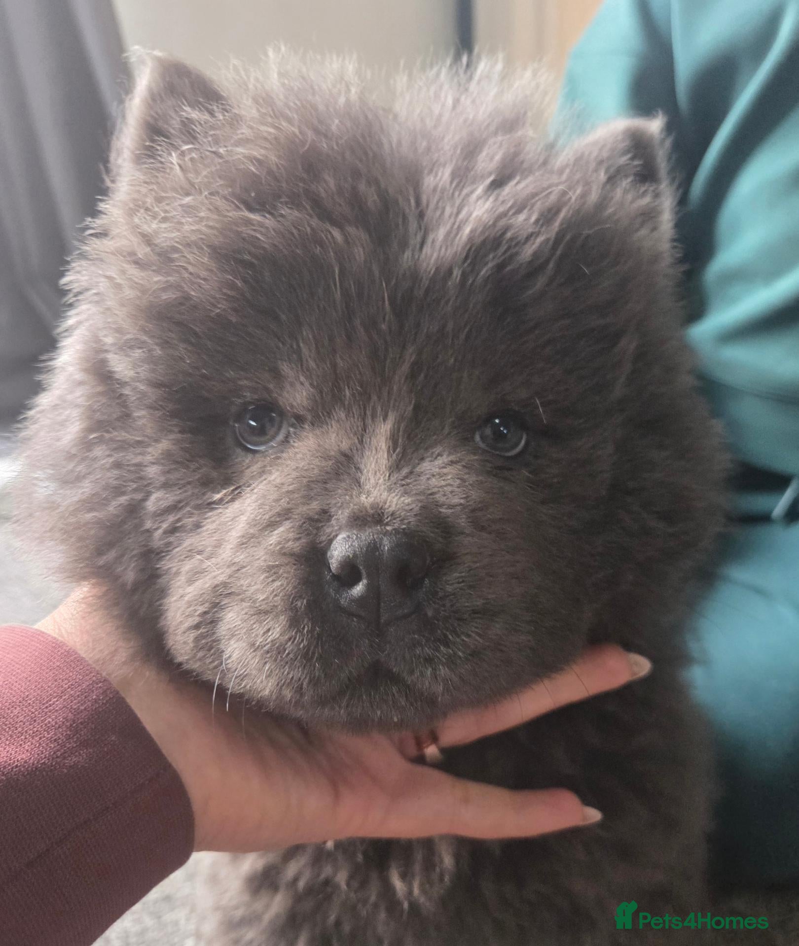 Chow Chow dogs for sale: Beautiful Blue Chow Puppy 💙 - Advert 6