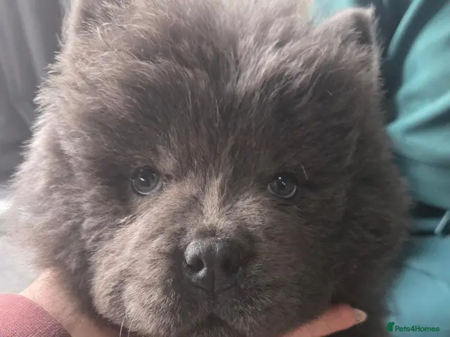 Chow Chow dogs for sale: Beautiful Blue Chow Puppy 💙 - Advert 6