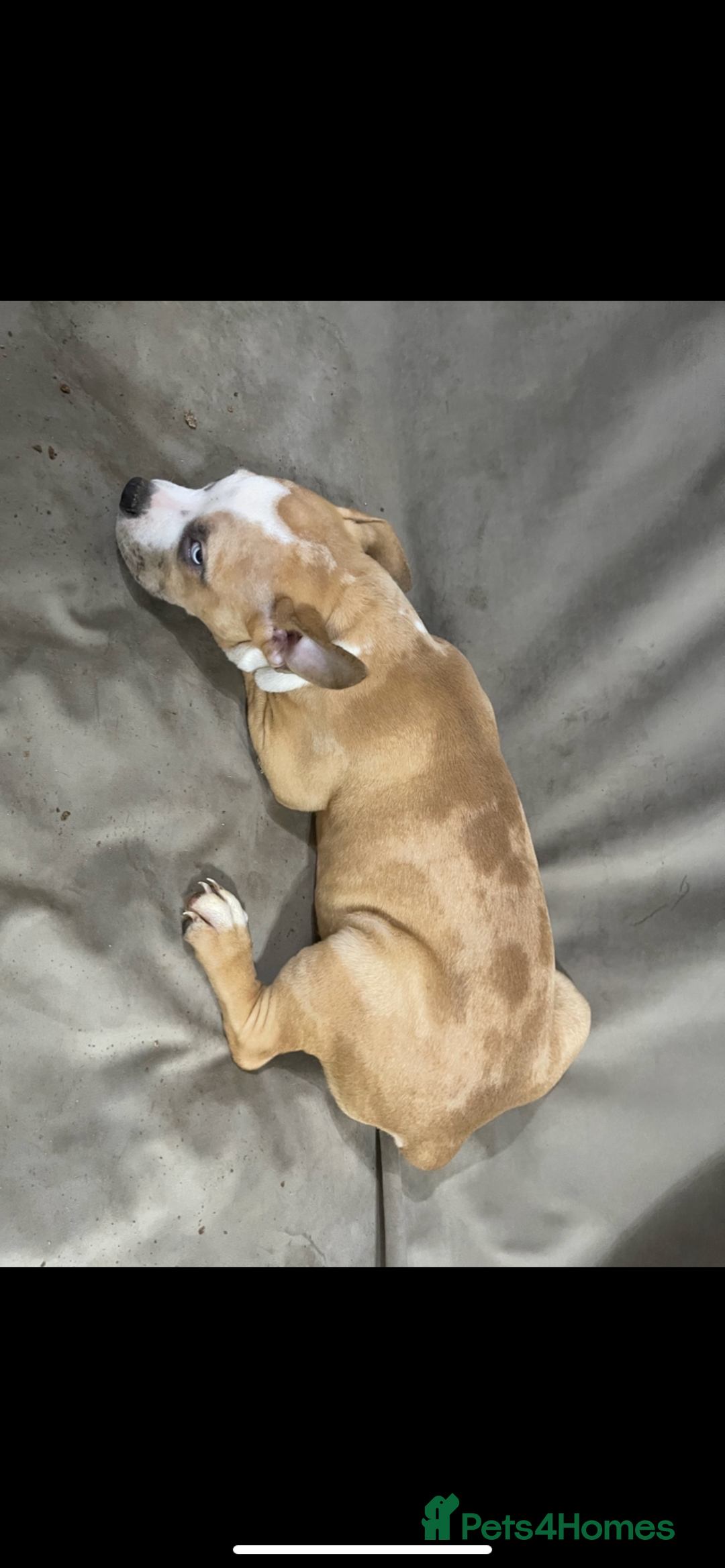 American Bully dogs for sale: American pocket bully puppies ready to go - Advert 7