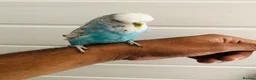 Budgerigars birds for sale: Beautiful semi hand tame exhibition budgies. - Advert 10