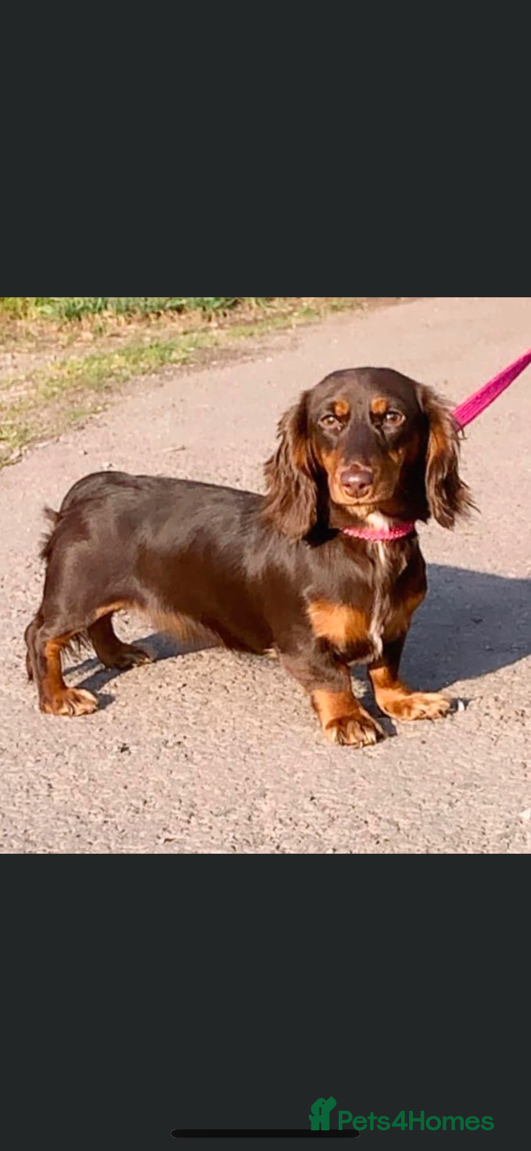 Miniature Dachshund dogs for sale: Longhaired miniature dachshund  - Advert 9