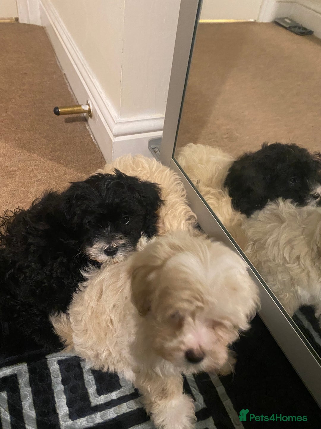 Maltipoo dogs for sale:  **  Korean maltipoo girls. - Advert 9